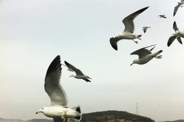A flock of seagulls flying over the ocean.